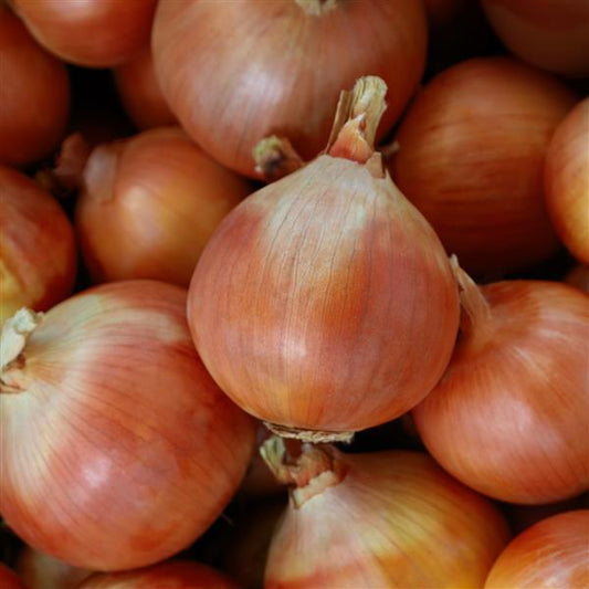 Onion Seeds Yosemite Vegetable Seeds