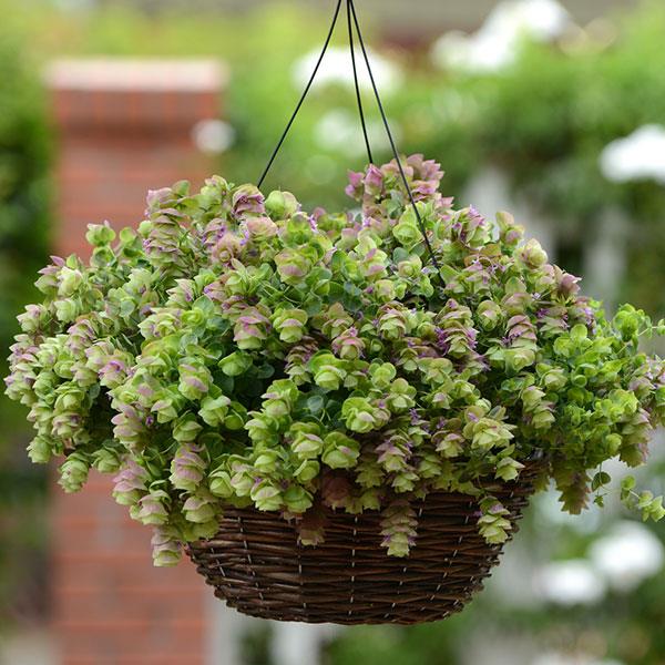 Kirigami Oregano Seeds Ornamental Oregano