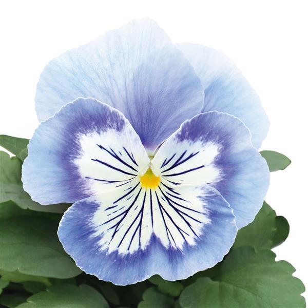 Pansy Seeds Pansies Cats Plus Marina 1,000 Bulk Seeds
