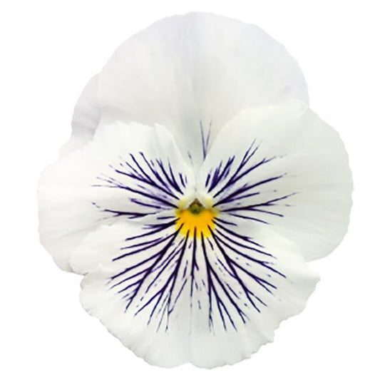 Pansy Seeds Pansies Cats Plus Yellow 1,000 Bulk Seeds
