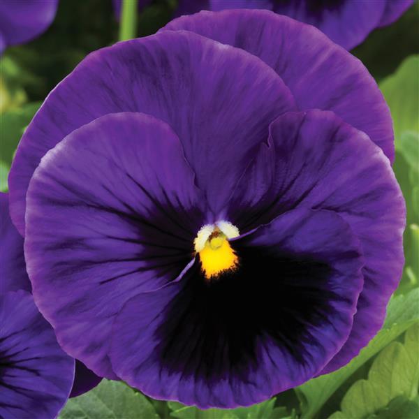Pansy Seeds Pansy Colossus Deep Blue Blotch 1,000 Seeds