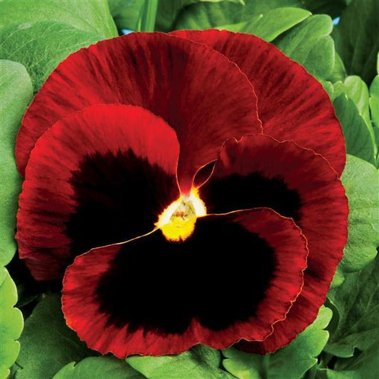 Pansy Seeds Pansy Colossus Red Blotch 1,000 Seeds