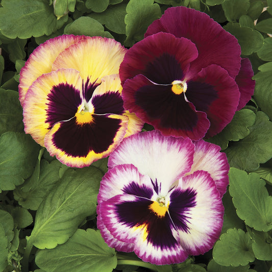 Pansy Seeds Pansy Colossus Rose Medley 1,000 Seeds