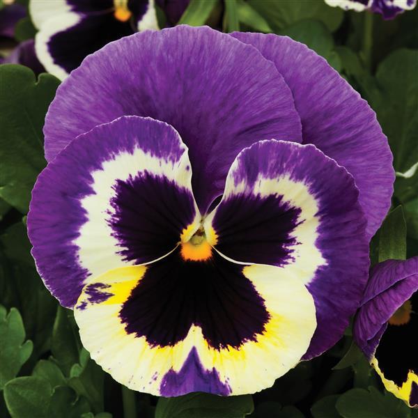 Pansy Seeds Pansy Colossus Tricolor 1,000 Seeds
