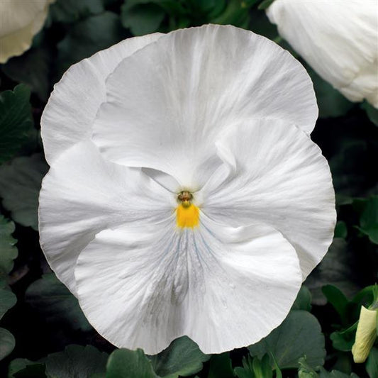 Pansy Seeds Pansy Colossus White 1,000 Seeds