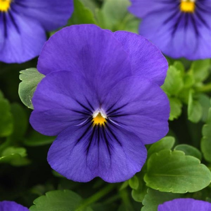 Trailing Pansy Seeds Cool Wave® Blue