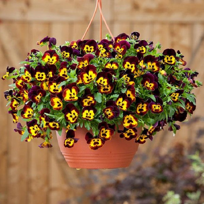 Trailing Pansy Seeds Cool Wave® Fire