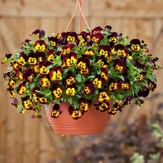 Trailing Pansy Seeds Cool Wave® Fire