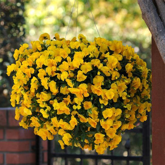 Trailing Pansy Seeds Cool Wave® Golden Yellow