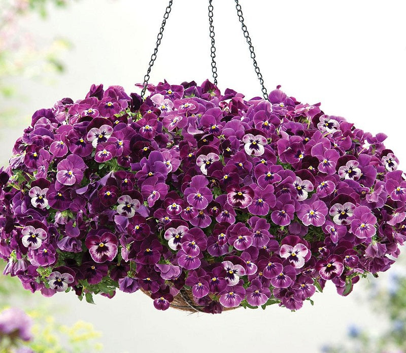 Trailing Raspberry Blossom Trailing Pansy Seeds Cool Wave® Raspberry – Buy Bulk Seeds