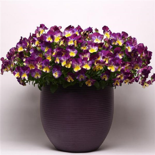 Trailing Pansy Seeds Cool Wave® Raspberry Swirl