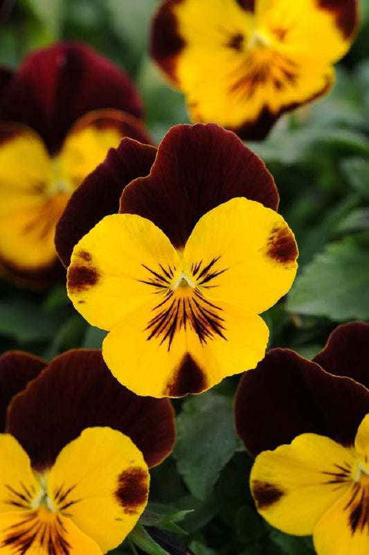 Trailing Pansy Seeds Cool Wave® Sunshine And Wine