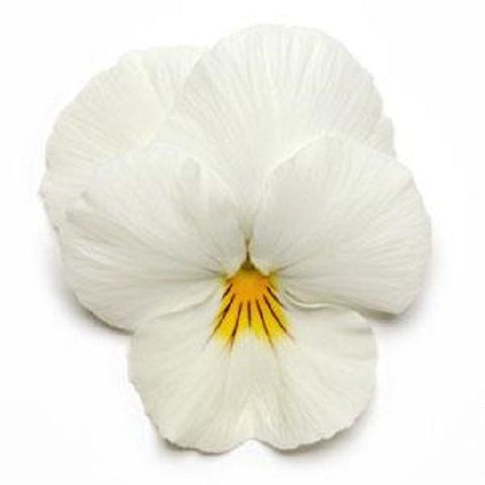 Trailing Pansy Seeds Cool Wave® White