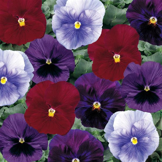 Pansy Seeds Pansy Delta Classic Berry Tart Mix 1,000 Seeds