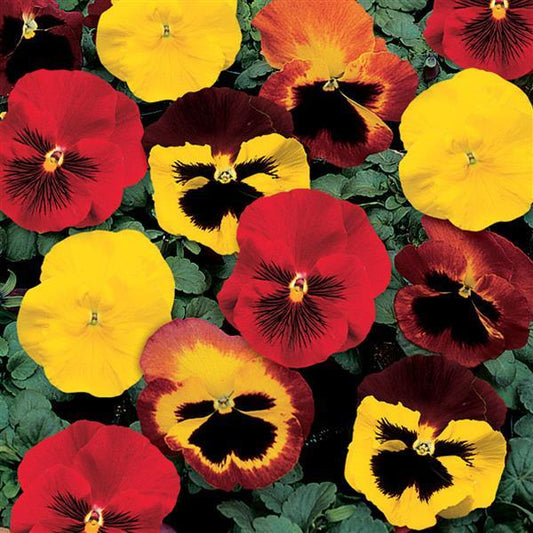 Pansy Seeds Pansy Delta Classic Blaze Mix 1,000 Seeds