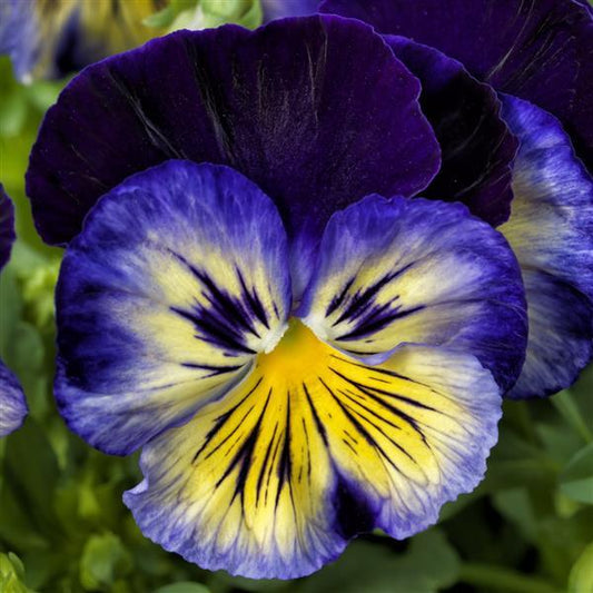 Pansy Seeds Pansy Delta Classic Blue Morpho 1,000 Seeds