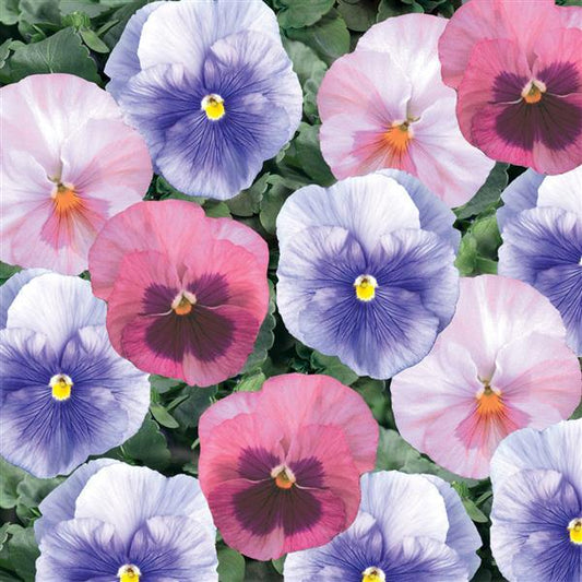 Pansy Seeds Pansy Delta Classic Cotton Candy Mix 1,000 Seeds