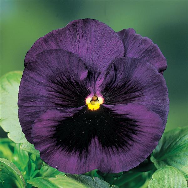 Pansy Seeds Pansy Delta Classic Deep Blue 1,000 Seeds