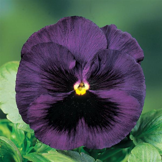 Pansy Seeds Pansy Delta Classic Deep Blue 1,000 Seeds