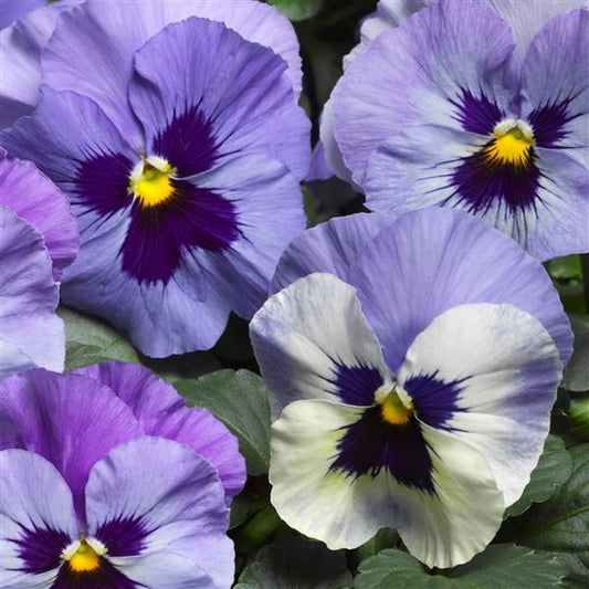 Pansy Seeds Pansy Delta Classic Marina 1,000 Seeds