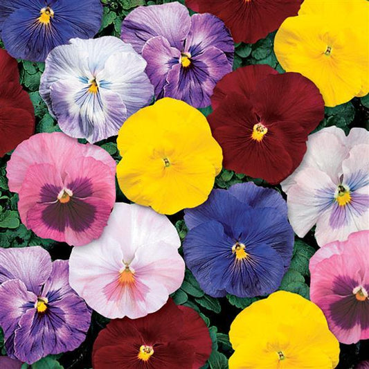 Pansy Seeds Pansy Delta Classic Monet Mix 1,000 Seeds