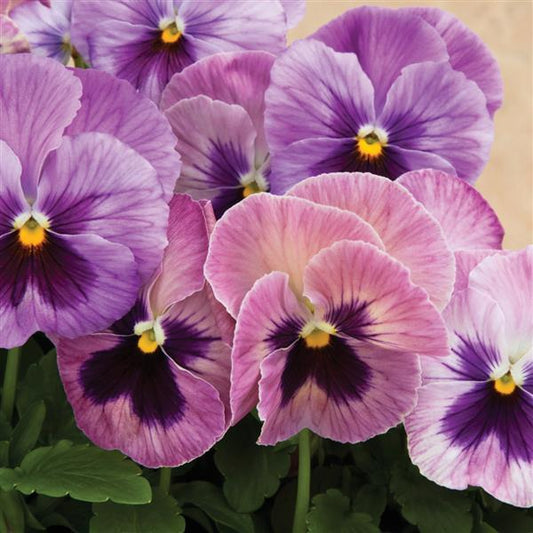 Pansy Seeds Pansy Delta Classic Pink Shades 1,000 Seeds