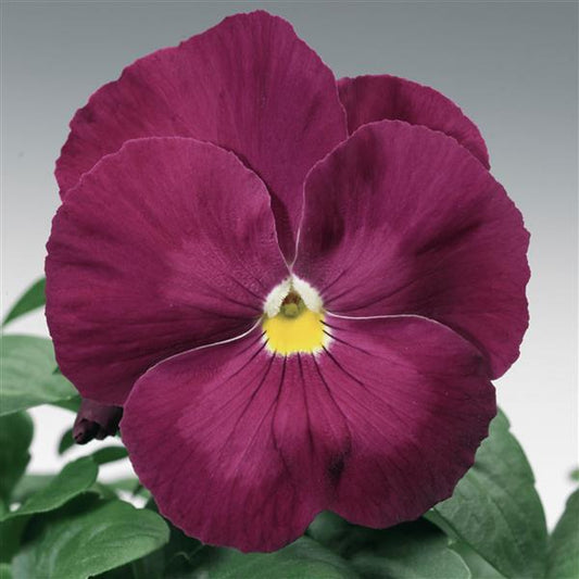 Pansy Seeds Pansy Delta Classic Pure Rose 1,000 Seeds