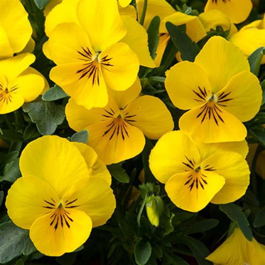Trailing Pansy Seeds Pansy Freefall XL Bright Yellow