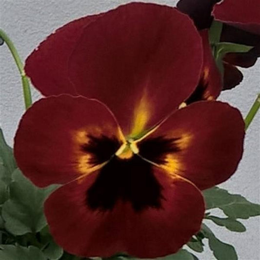Trailing Pansy Seeds Pansy Freefall XL Fire