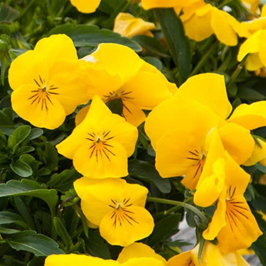 Trailing Pansy Seeds Pansy Freefall XL Golden Yellow