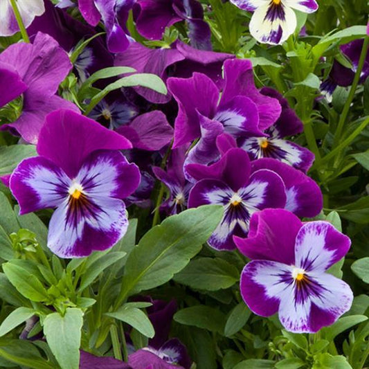 Trailing Pansy Seeds Pansy Freefall XL Purple Face