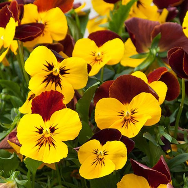 Trailing Pansy Seeds Pansy Freefall XL Red Wing