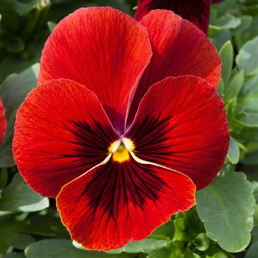 Trailing Pansy Seeds Pansy Freefall XL Scarlet Blotch