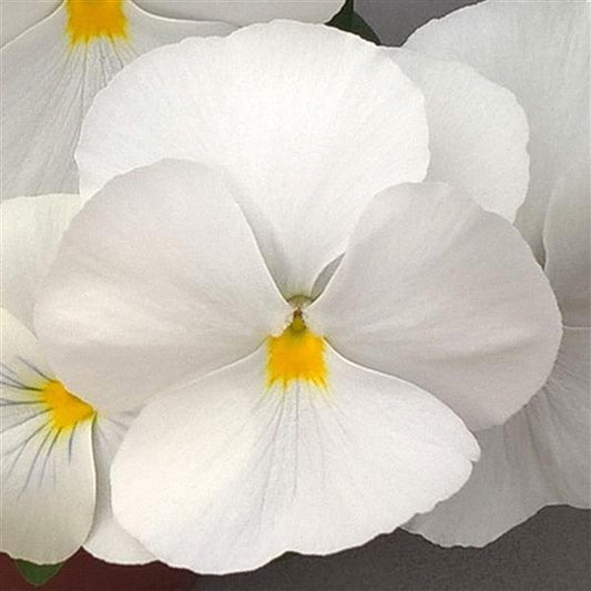 Trailing Pansy Seeds Pansy Freefall XL White