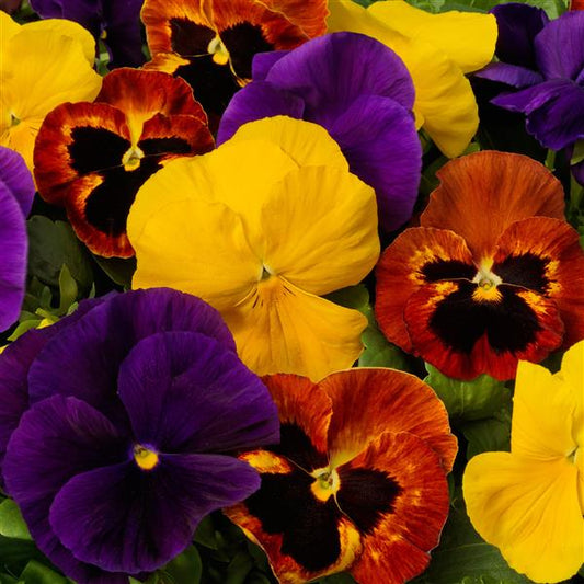 Pansy Seeds Majestic Giant II Autumn Mix – 1,000 Bulk Seeds