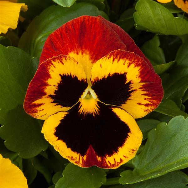 Pansy Seeds Majestic Giant II Fire With Blotch – 1,000 Bulk Seeds