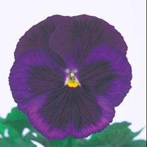 Pansy Seeds Majestic Giant II Jeans Blotch – 1,000 Bulk Seeds