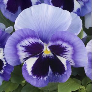 Pansy Seeds Majestic Giant II Marina Blotch – 1,000 Bulk Seeds