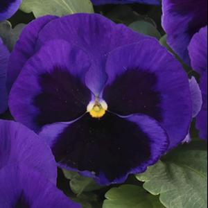 Pansy Seeds Majestic Giant II Mid Blue Blotch – 1,000 Bulk Seeds