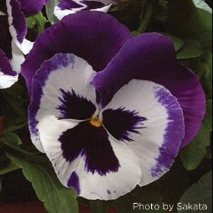 Pansy Seeds Majestic Giant II White Blotch – 1,000 Bulk Seeds