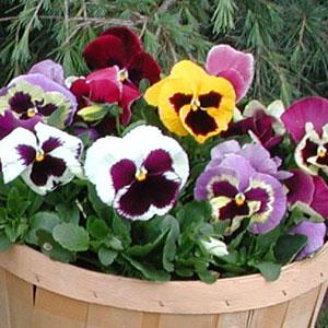 Pansy Seeds Majestic Giant II Blotch Mix – 1,000 Bulk Seeds