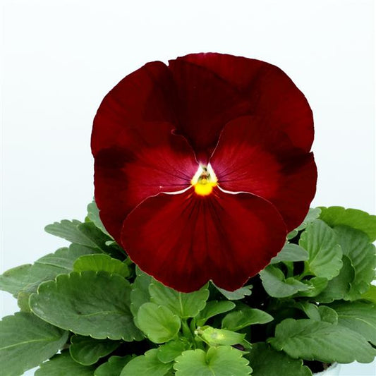 Pansy Seeds Majestic Giant II Clear Scarlet – 1,000 Bulk Seeds