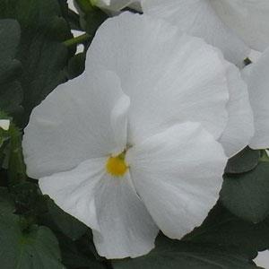 Pansy Seeds Majestic Giant II Clear White – 1,000 Bulk Seeds