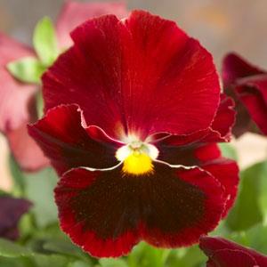 Pansy Seeds Majestic Giant II Red Blotch – 1,000 Bulk Seeds