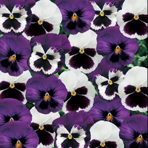 Pansy Seeds Majestic Giant II Sea Breeze Blotch – 1,000 Bulk Seeds