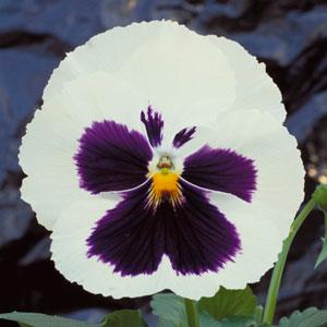 Pansy Seeds Majestic Giant II White Blotch – 1,000 Bulk Seeds