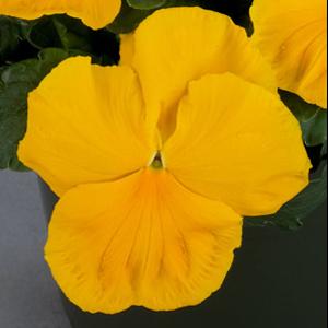 Pansy Seeds Majestic Giant II Clear Yellow – 1,000 Bulk Seeds