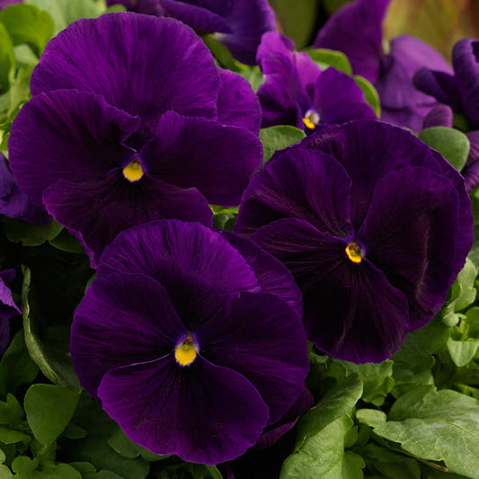 Pansy Seeds Majestic Giant II Clear Purple – 1,000 Bulk Seeds