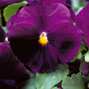 Pansy Seeds Majestic Giant II Purple Blotch – 1,000 Bulk Seeds