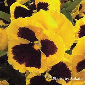 Pansy Seeds Majestic Giant II Yellow Blotch – 1,000 Bulk Seeds